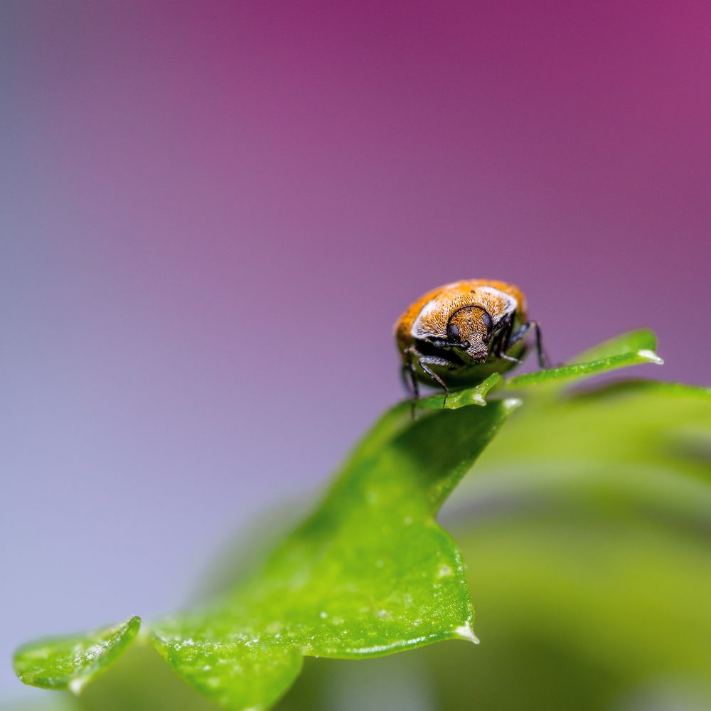 Фотография автора Yendrek Stanislav