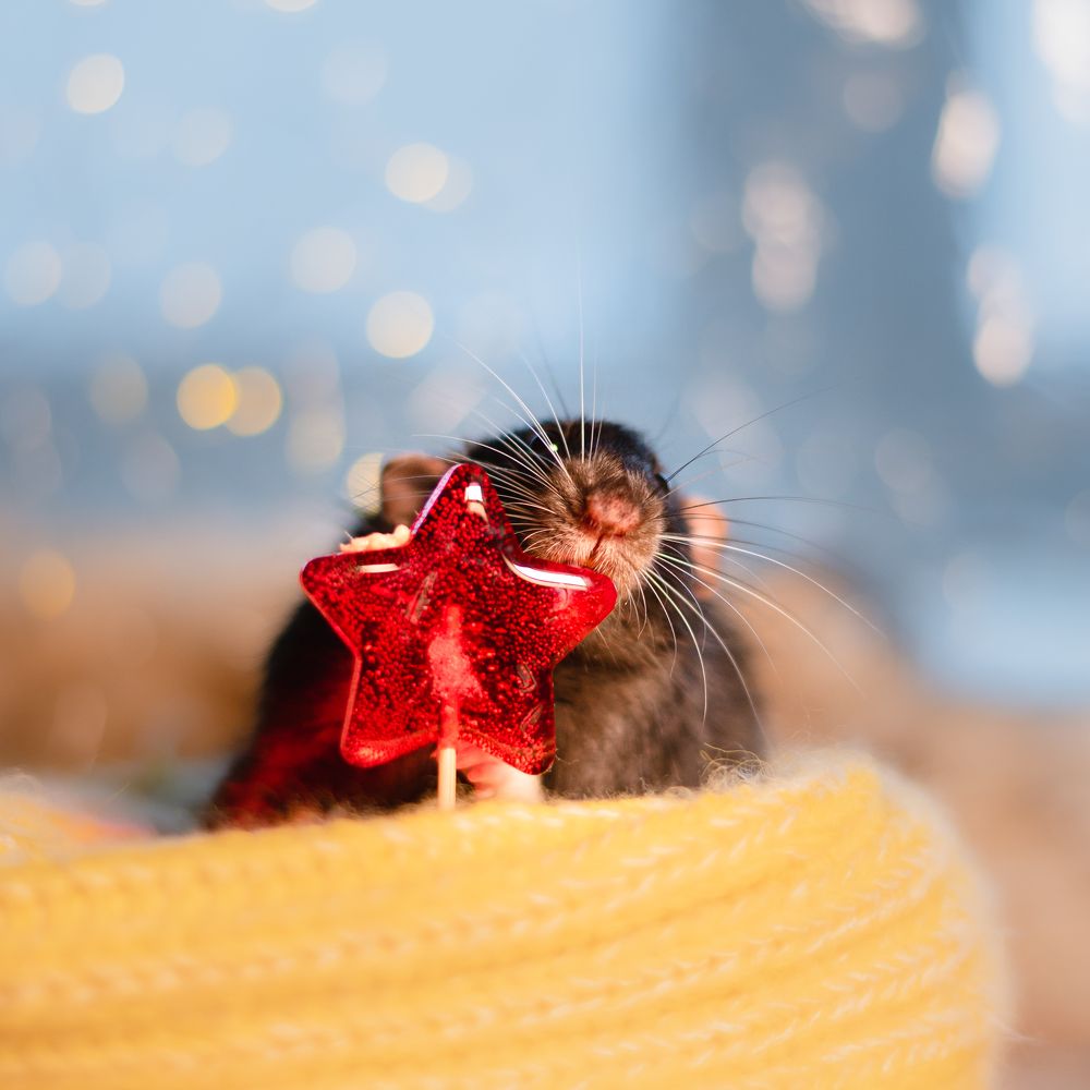 Photograph by Lesnoe Photo