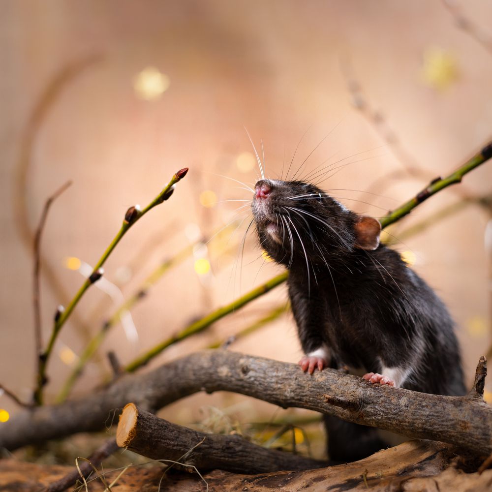 Photograph by Lesnoe Photo