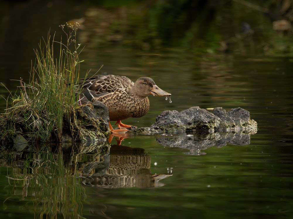 Photograph by Thamayanthi Nada Raja