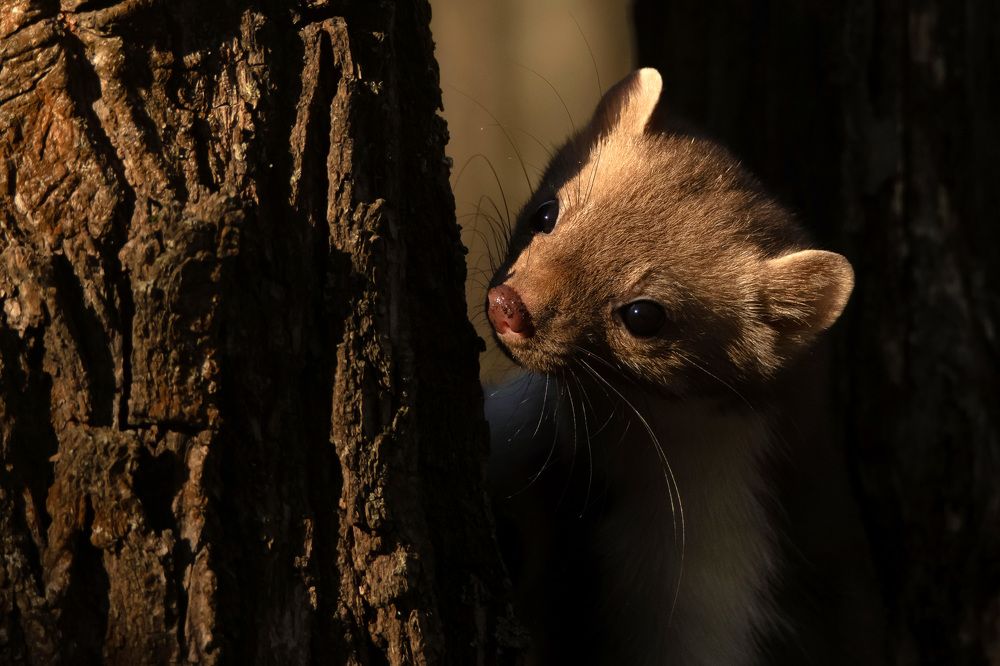 Фотография автора Яков Осканов