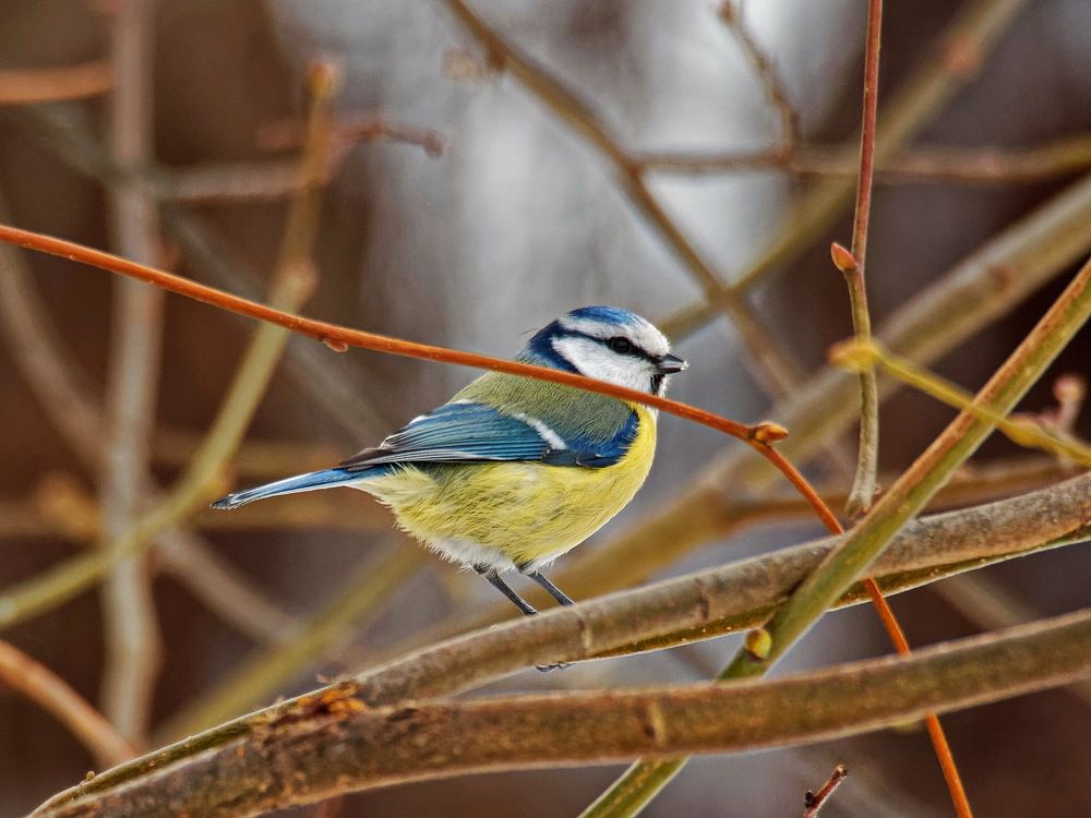 Птицы наших парков.
