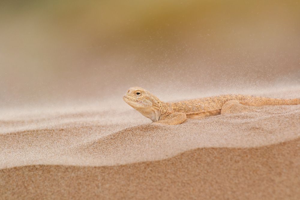 Фотография автора Денис Гаврицков