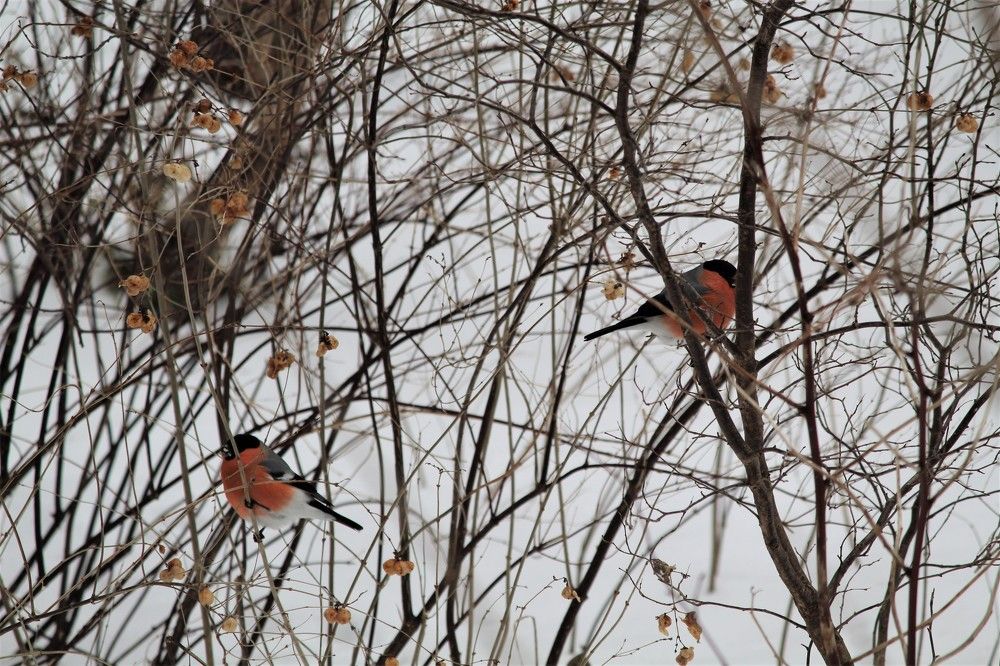 Photograph by Наталья Резванова