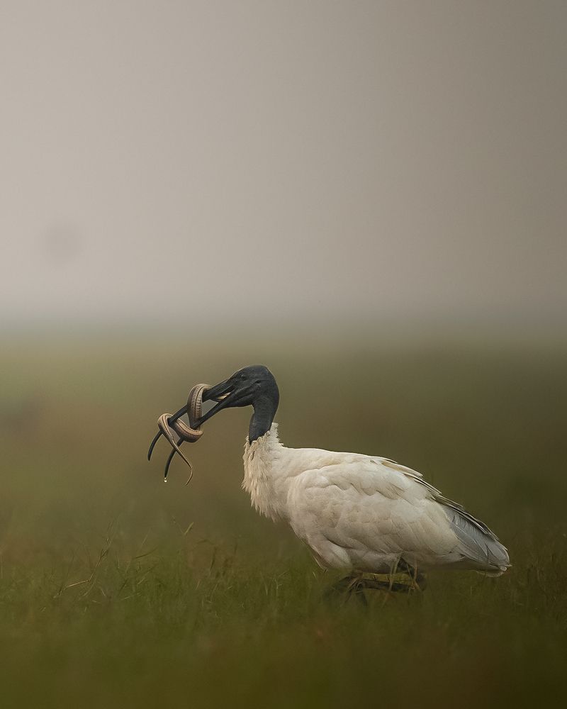 Struggle for existence