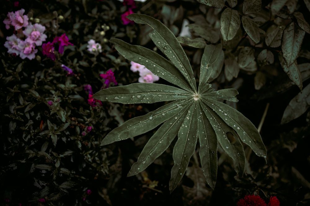 Photograph by Зульхиза Миндиахметова