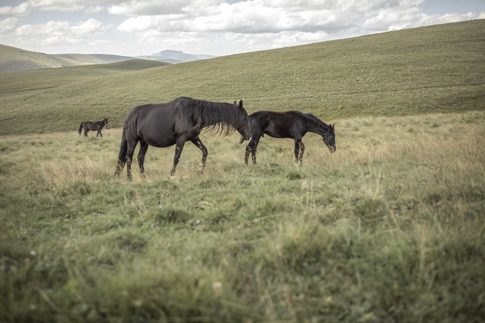 Фотография автора Ольга Хентова