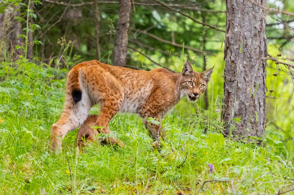 Дикая кошка