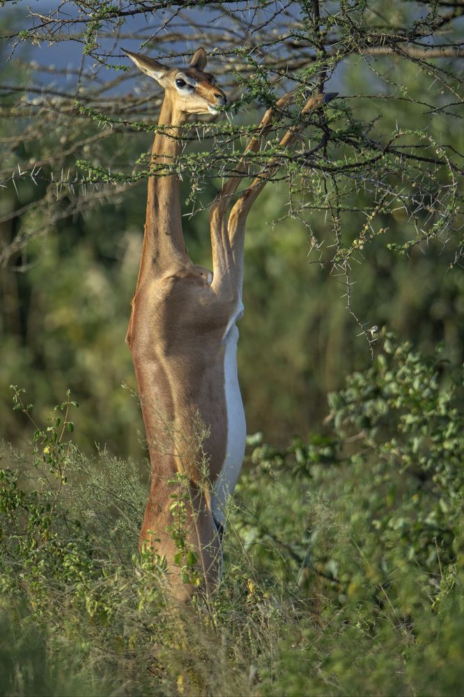 Photograph by Dilip Shah