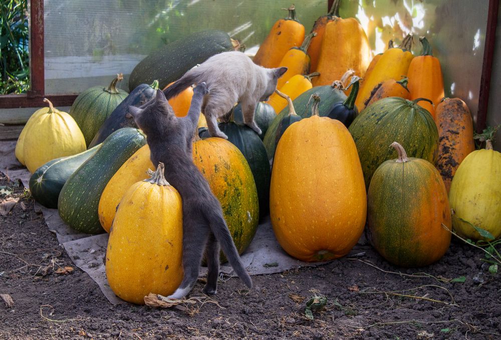 Photograph by Оксана Леонтьева