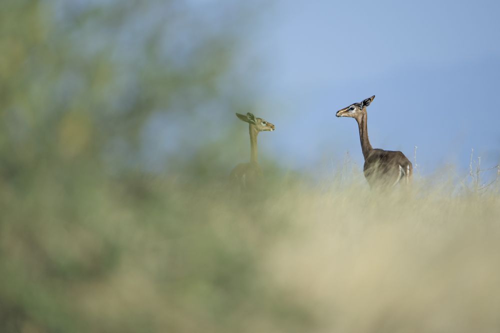 Photograph by Dilip Shah