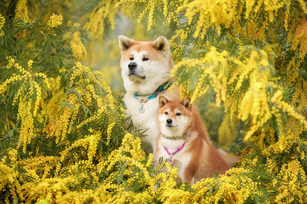 Photograph by Ирина Андреева