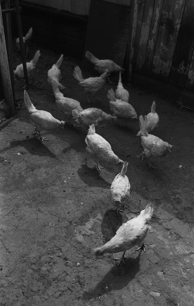 Пленочная Орловщина