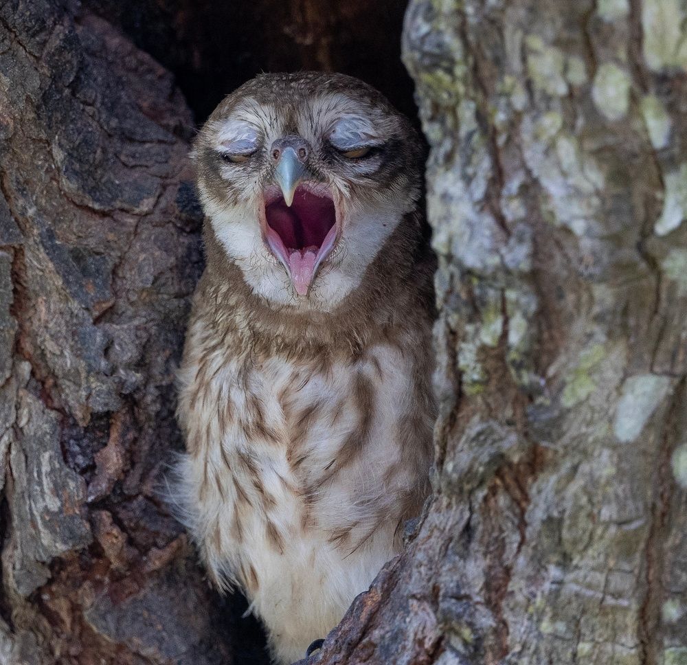 Photograph by Bhaskar Mallick