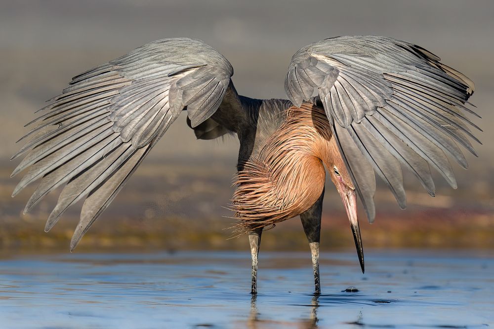 Photograph by KAREN BILGRAI COHEN