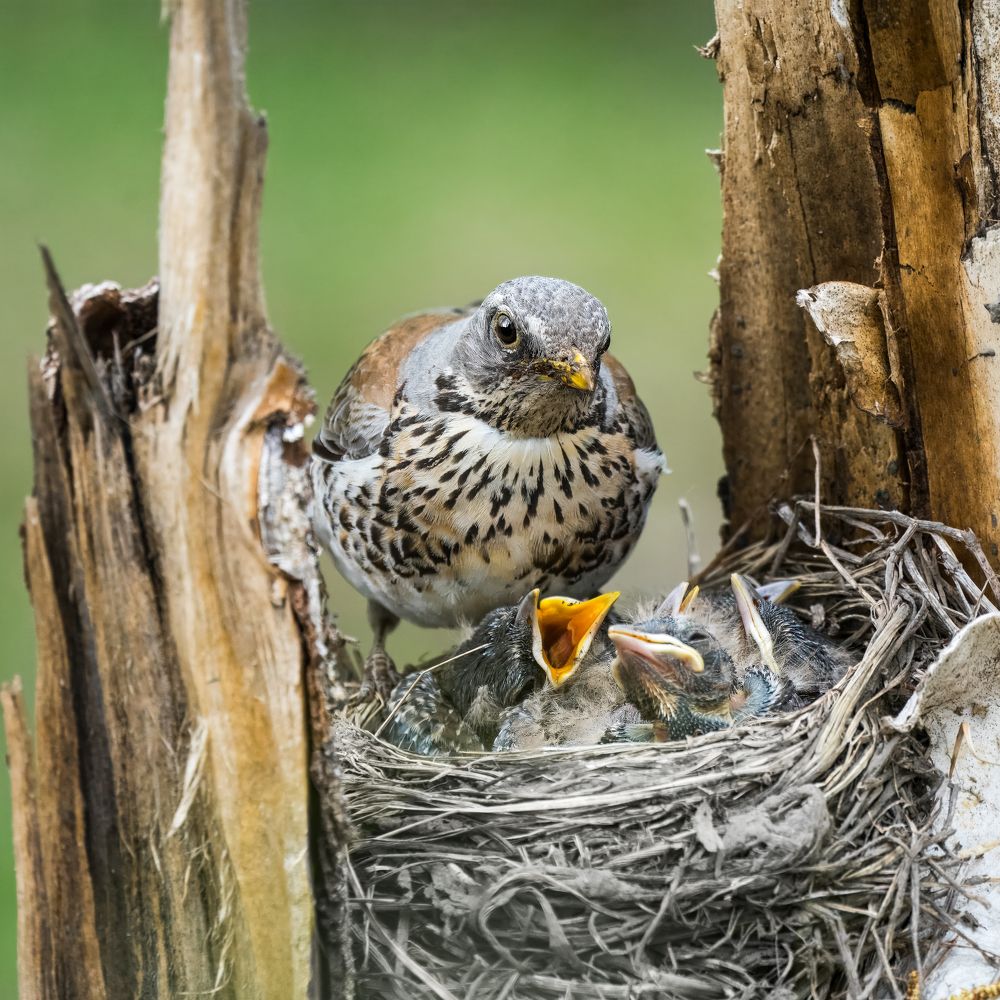 Гнездо дрозда-рябинника. The thrush nest.