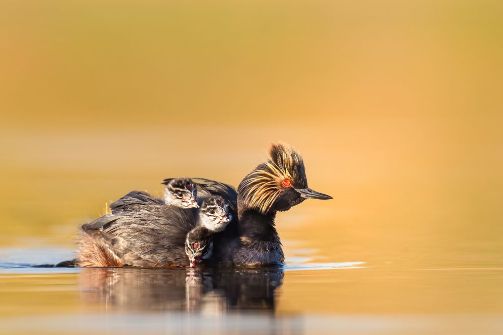 Photograph by KAREN BILGRAI COHEN