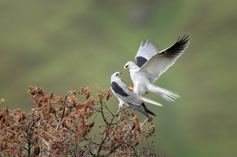 Photograph by KAREN BILGRAI COHEN