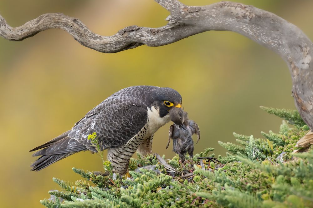 Providing for my Family