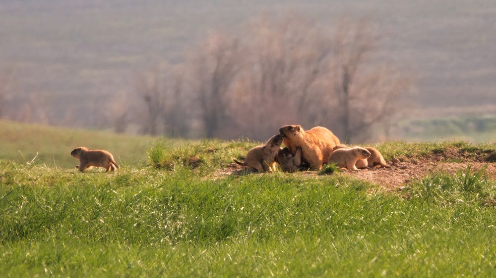 В кругу сурчат