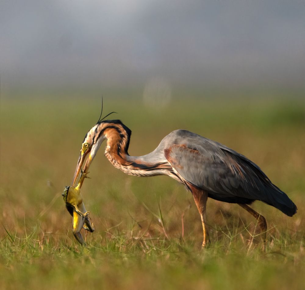 Photograph by Abhishek Manna