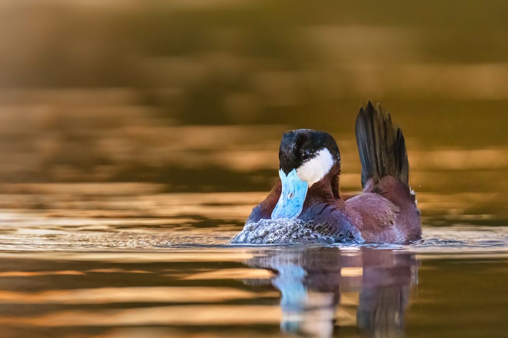 Photograph by KAREN BILGRAI COHEN