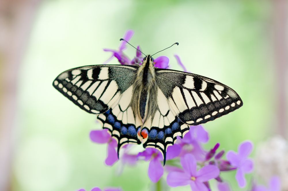 Photograph by Silvia Koopmans