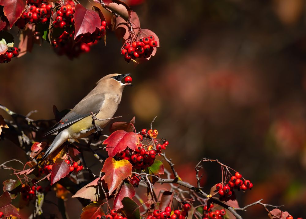 Photograph by KAREN BILGRAI COHEN