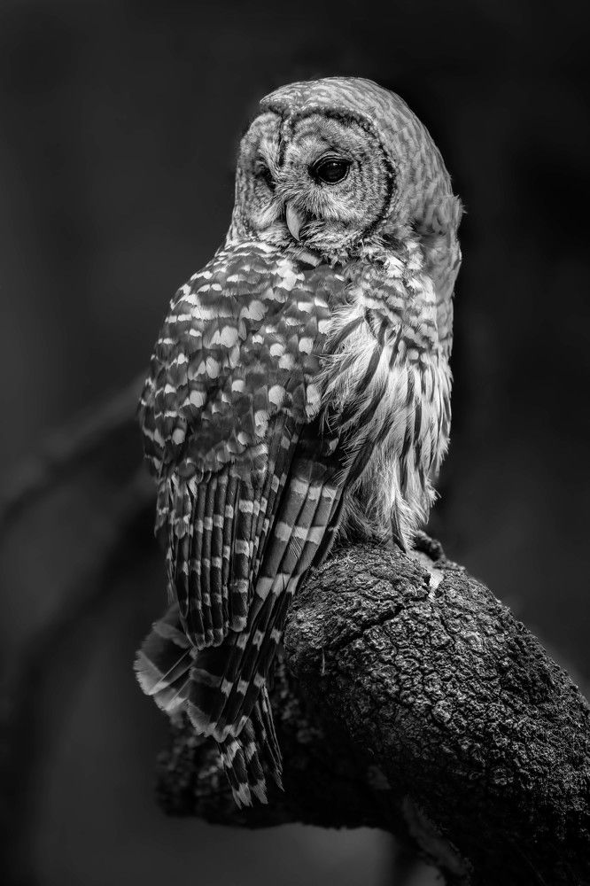 Photograph by KAREN BILGRAI COHEN