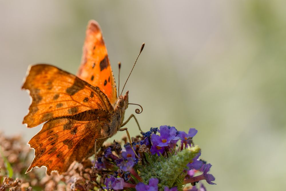 Photograph by Silvia Koopmans