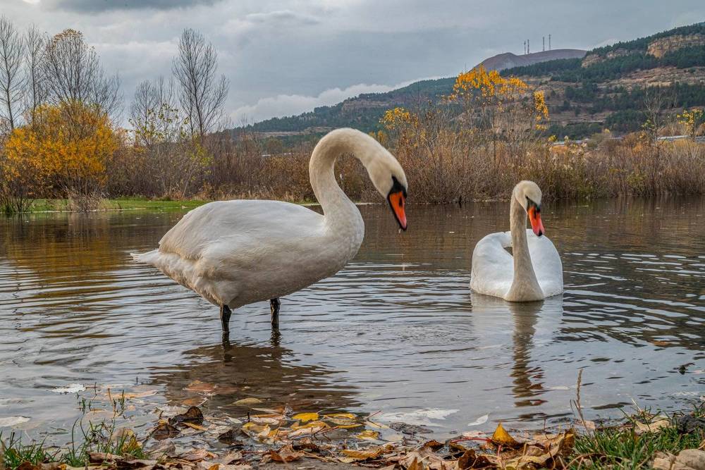 Лебеди на кисловодском озере