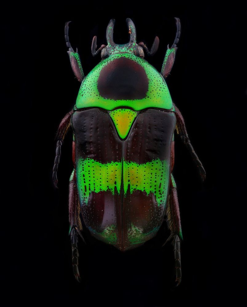 Фотография автора Hasan Al hamada