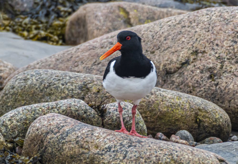 Птицы Териберки