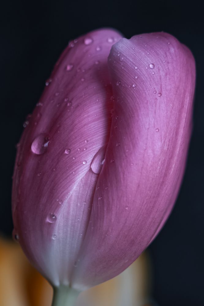 Photograph by Anya Lo