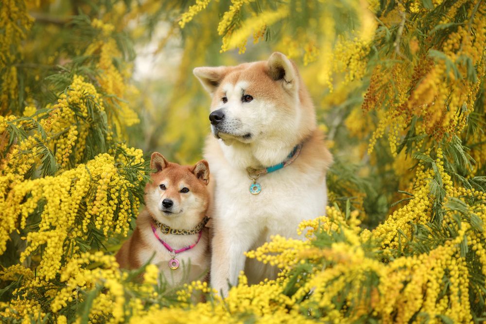 Photograph by Ирина Андреева