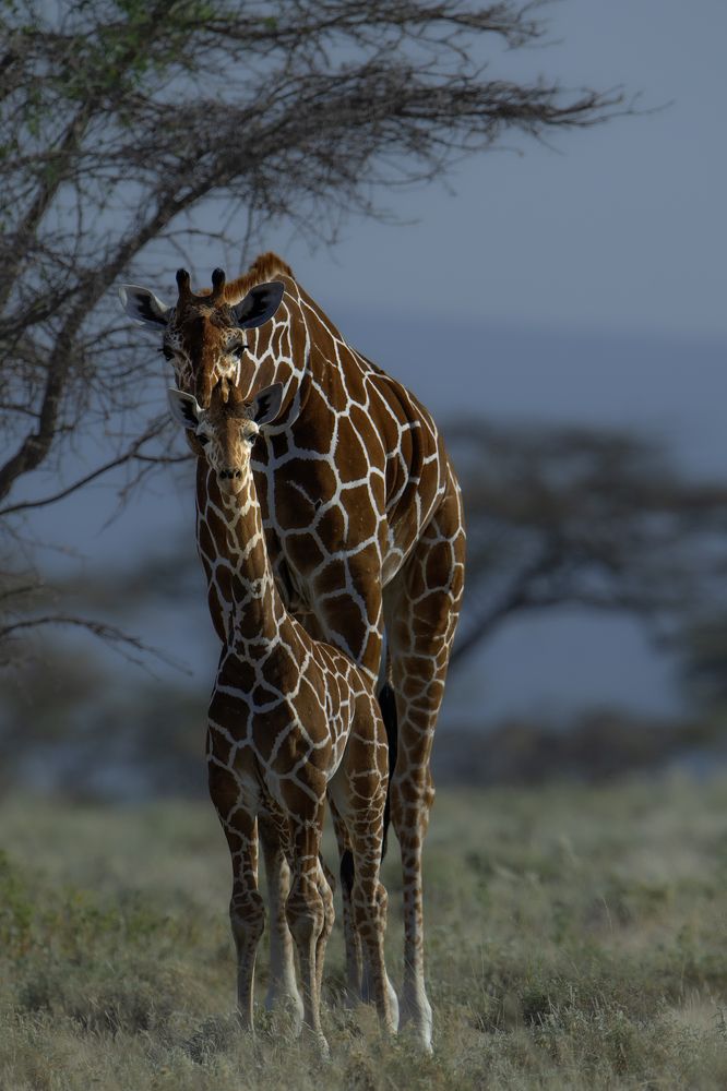Photograph by Dilip Shah