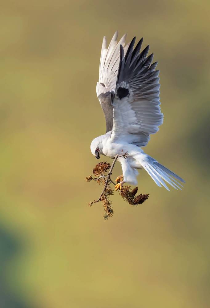 The life of a White tailed kite pair