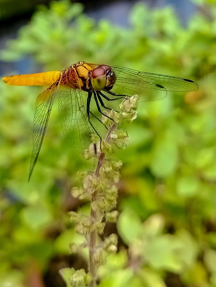 Photograph by Kamal Bhattacharjya