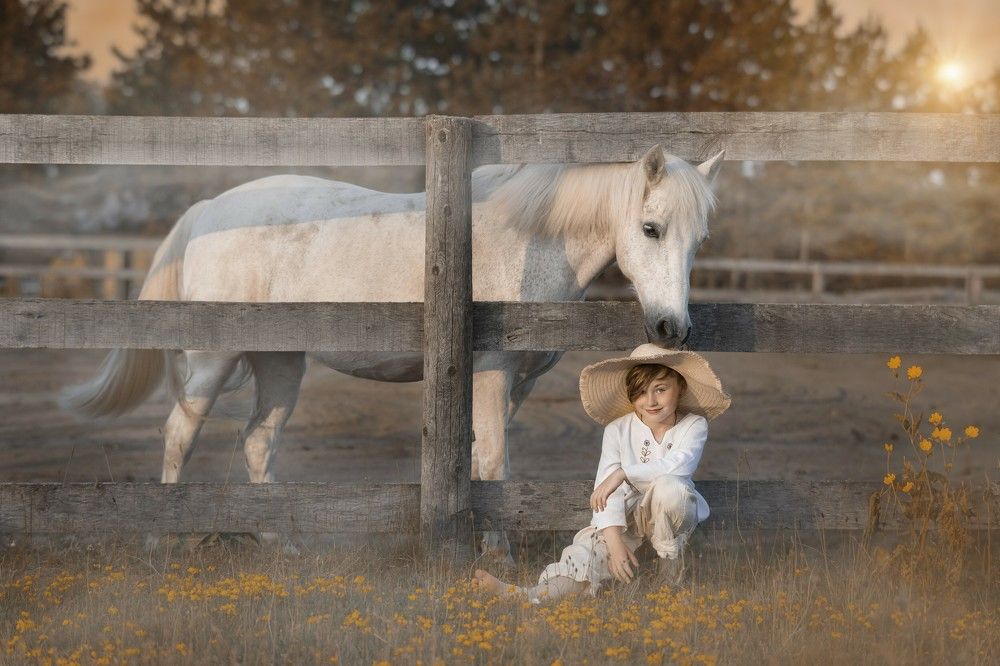 A misty evening on the farm
