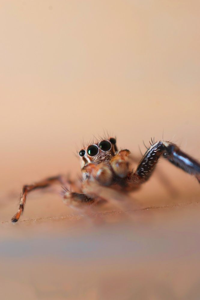 Photograph by Sudha Surendran