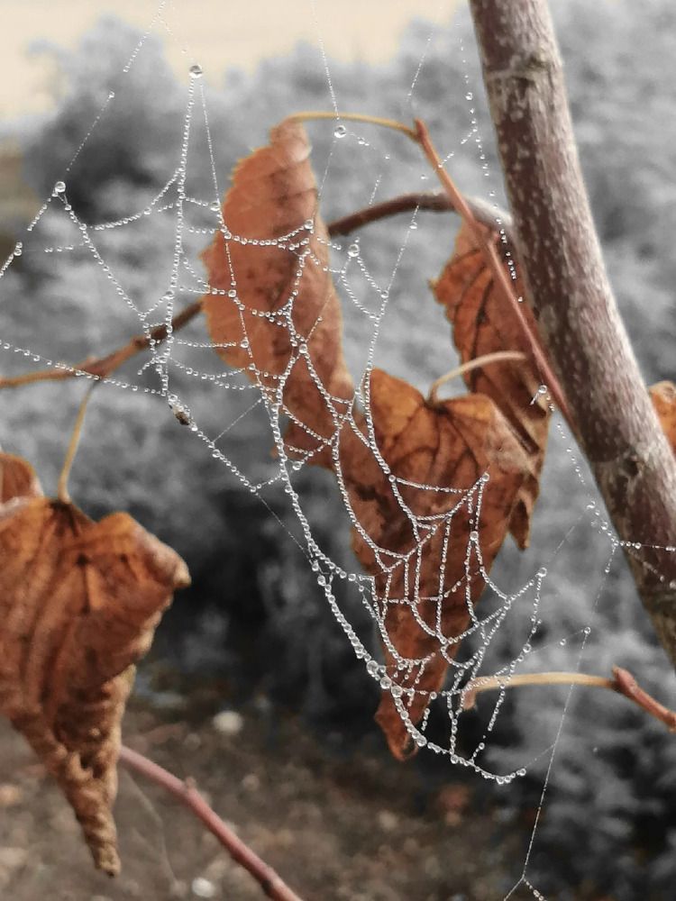 Photograph by Ольга Калинник