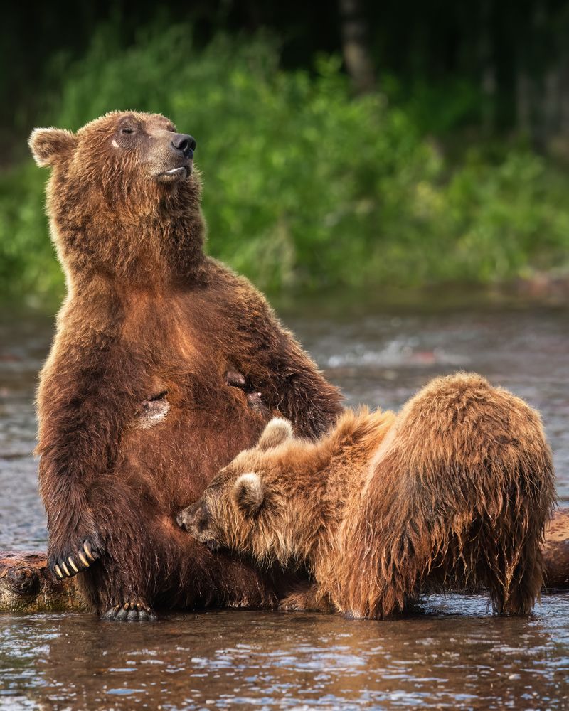Медведи Камчатки
