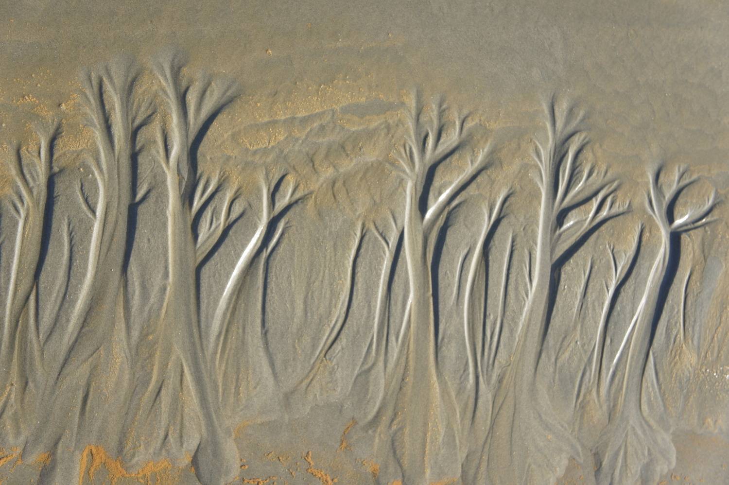 Floresta imaginária