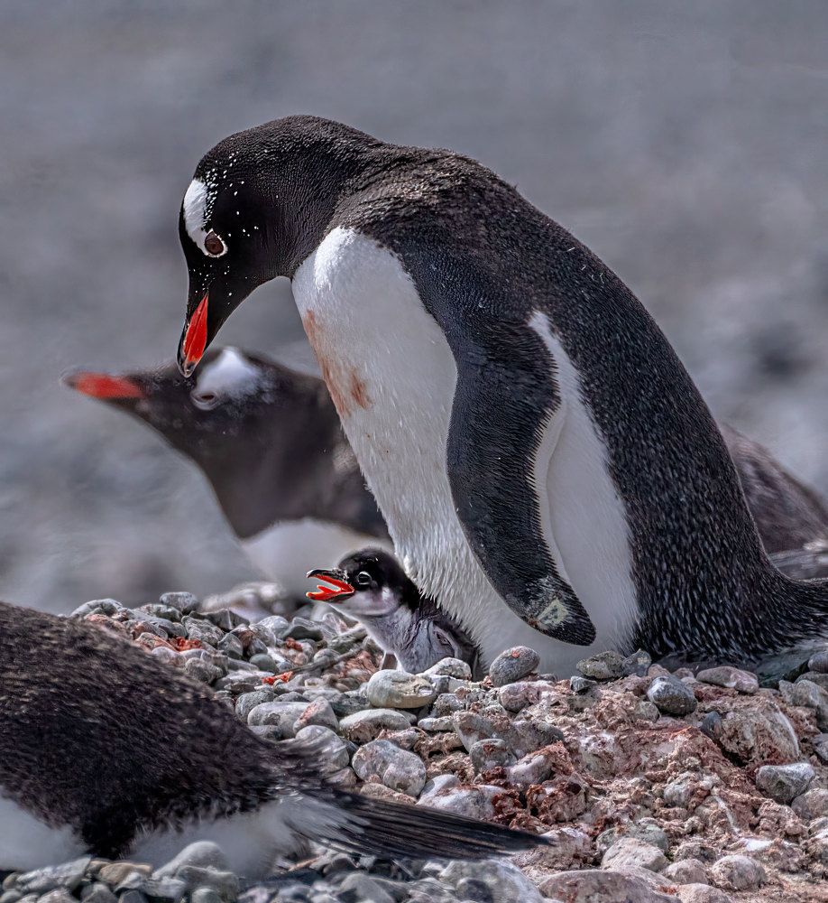 Фотография автора gagarin andrey