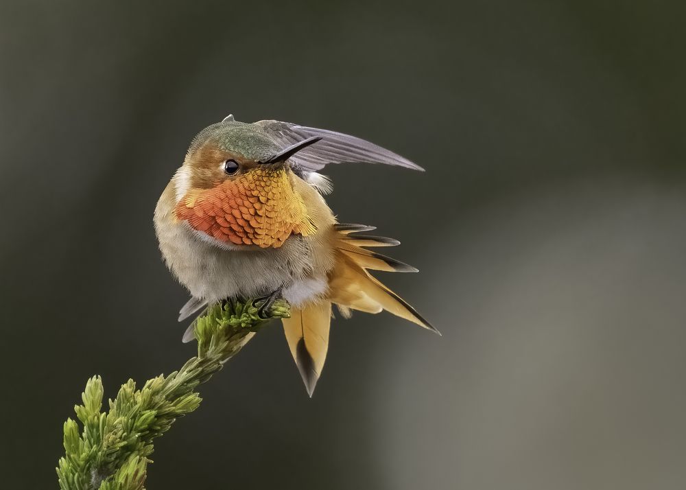 Photograph by KAREN BILGRAI COHEN