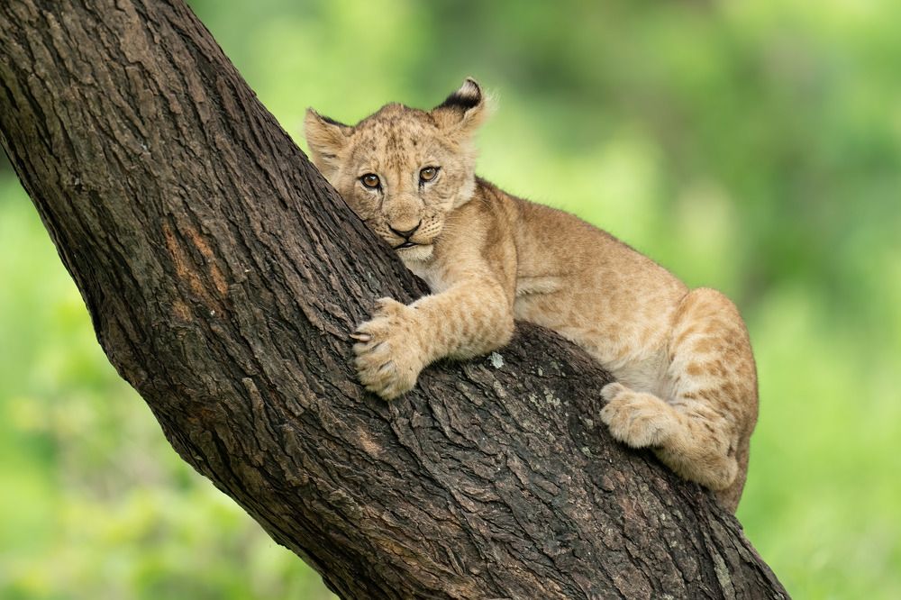 Photograph by KAREN BILGRAI COHEN