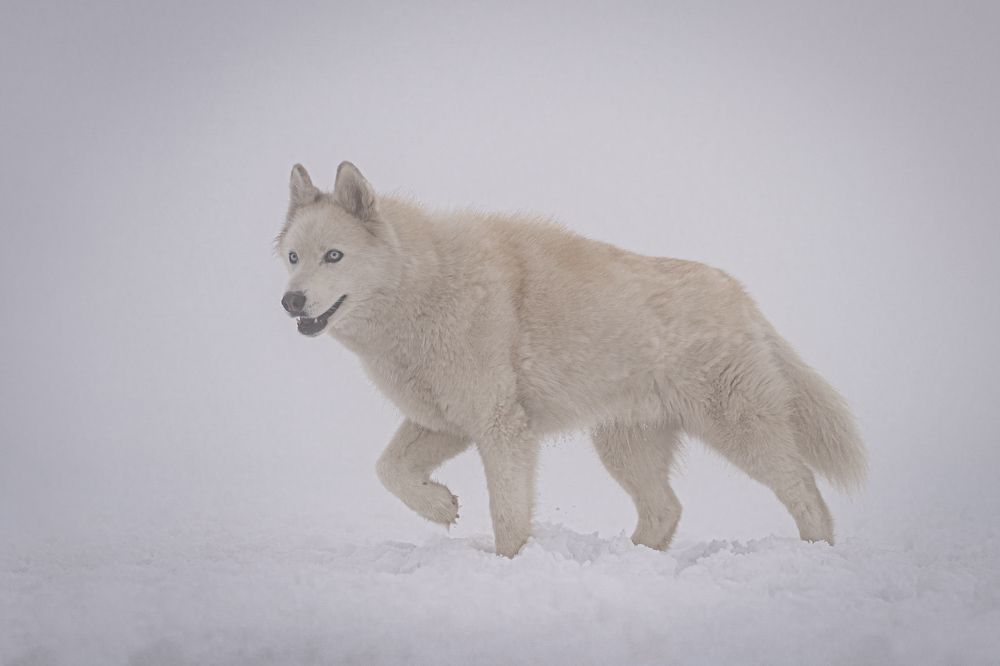 Фотография автора Krisztián Csalami