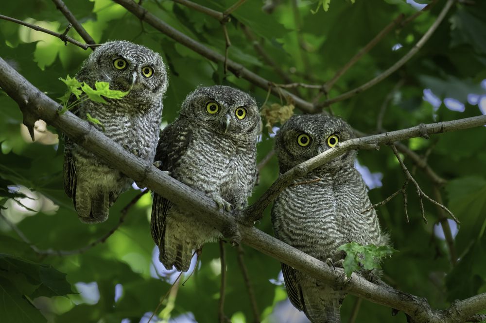 Photograph by KAREN BILGRAI COHEN