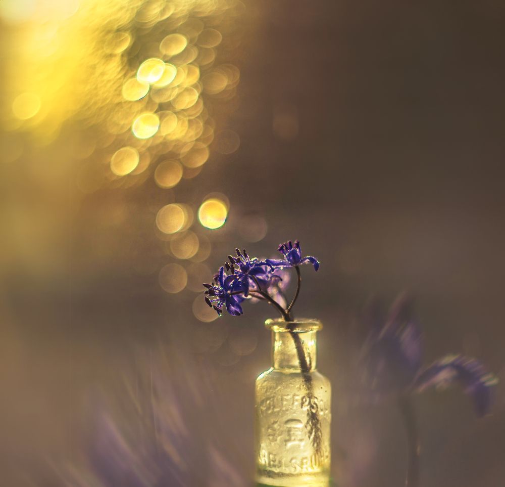 Фотография автора Сигидова Ирина