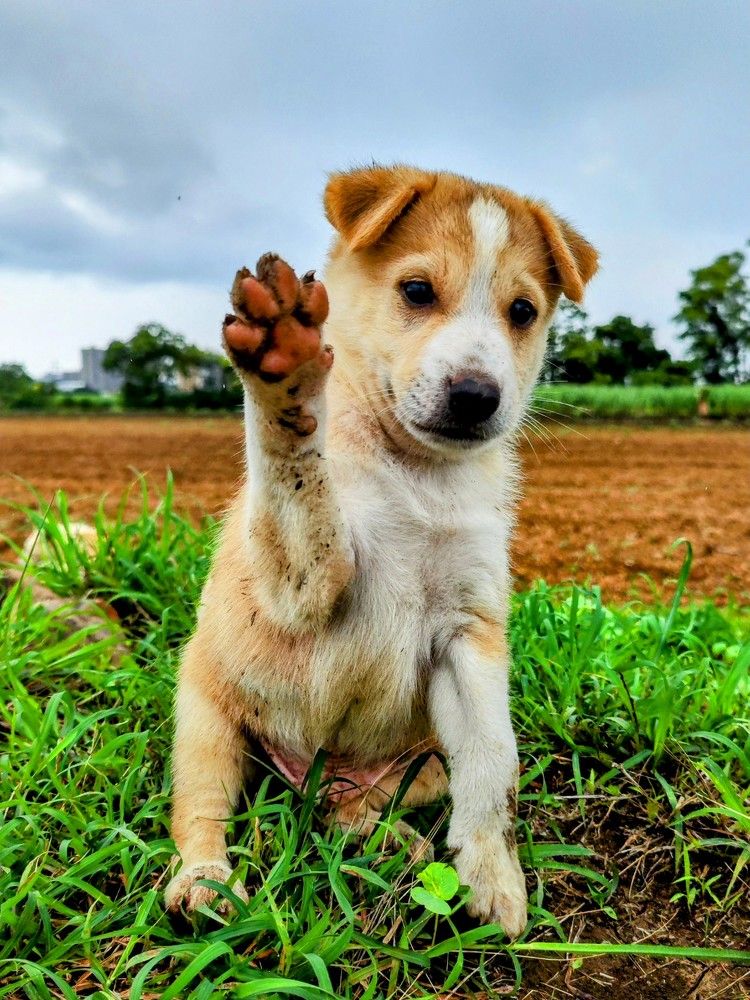 Pawsitive Gabbu